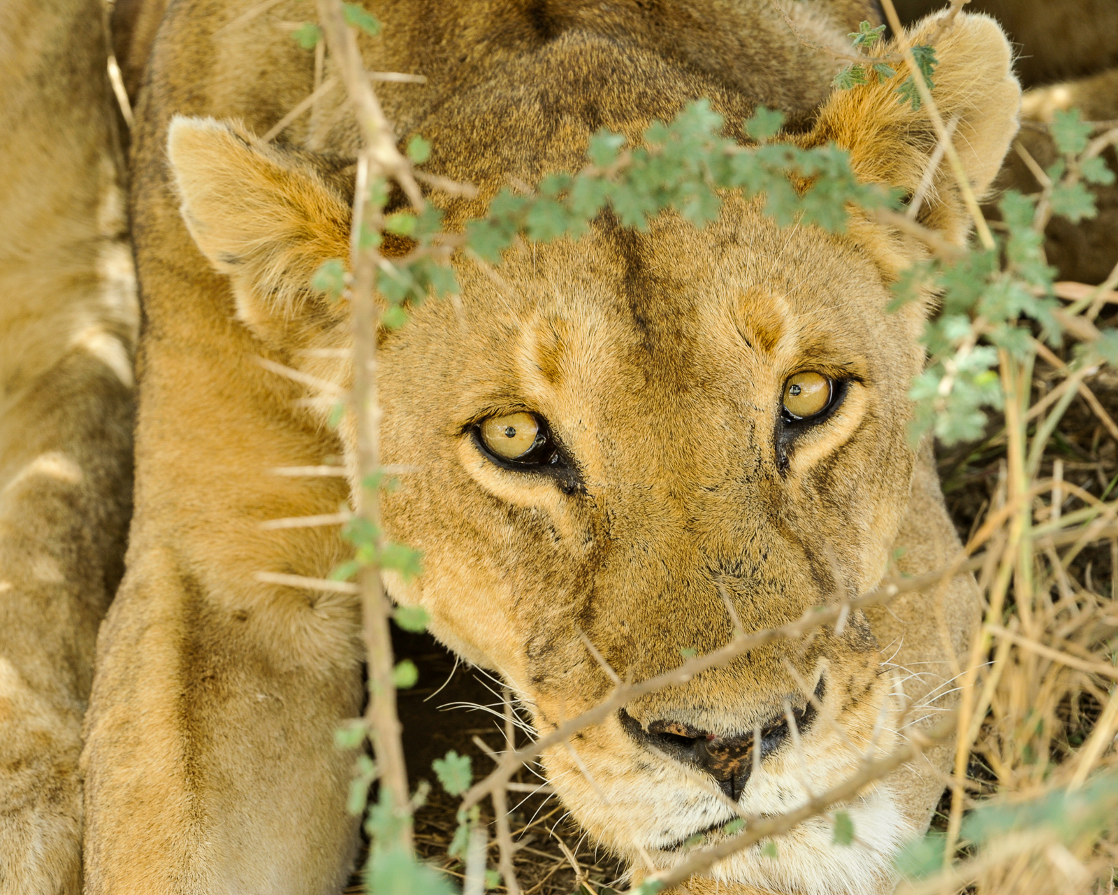 A lioness rests under a bush during the midday heat in Serengeti National Park, Tanzania, Nov. 14, 2013. (Eric Dietrich/U.S. Navy)