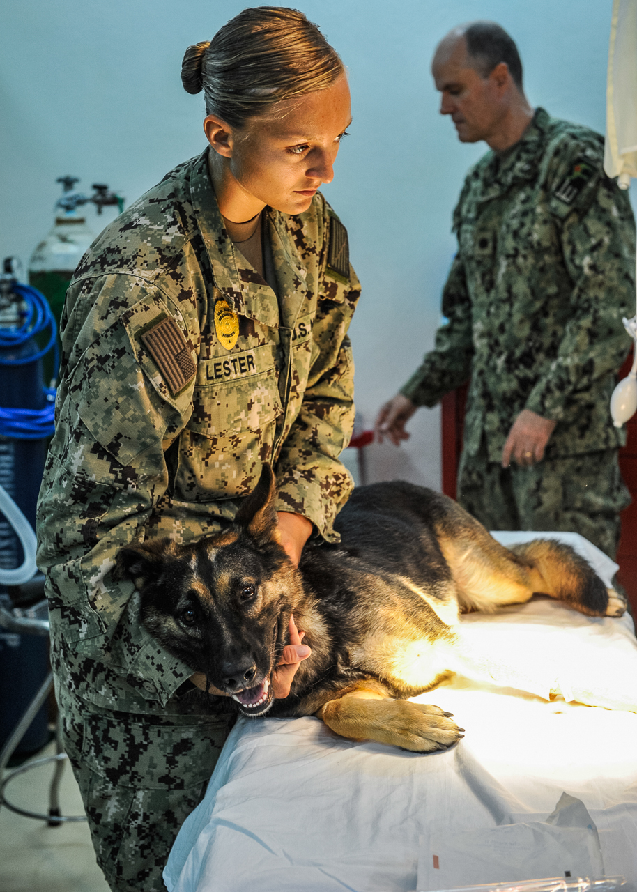 U.S. Navy Master-at-Arms 3rd Class Ashly Lester, a military working dog handler assigned to security forces on Camp Lemonnier, Djibouti, holds Leska while an anesthetic takes effect before a surgery at the camp's medical facility, April 2, 2014. Leska had a cracked incisor removed. (Eric Dietrich/U.S. Navy)