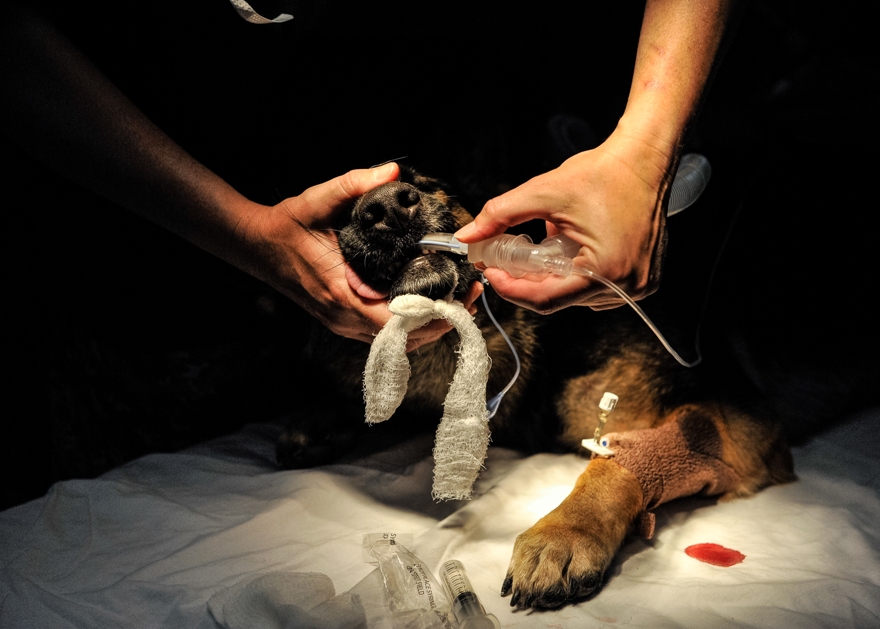 U.S. Navy military working dog Leska is intubated during a surgery at the medical facility on Camp Lemonnier, Djibouti, April 2, 2014. Leska had a cracked incisor removed. (Eric Dietrich/U.S. Navy)